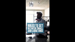 Rules To Set Between Small and Large Dogs