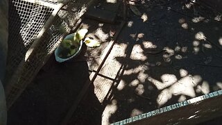 Muscovy Ducklings playing in a water bowl