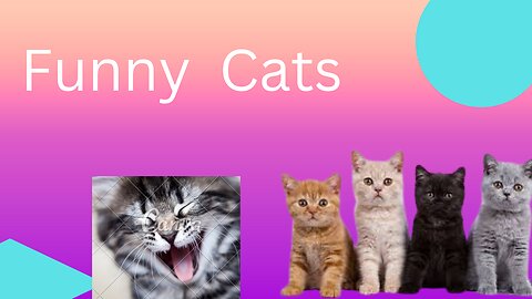 Funny cats video