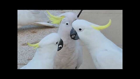 Funniest Cockatoo You'll Ever See!