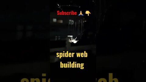 Spider web building 🕷#spider #shorts #subscribe #youtubeviralvideo #aartishaileshvlogs