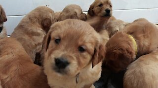 Adorable newborn puppies climb all over each other at nap time