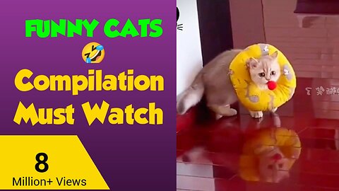New Cats Compilation Videos 2023