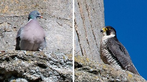 FALCON VS PIGEON