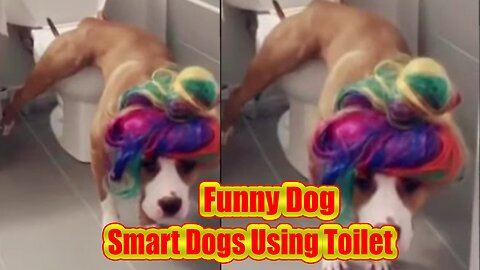 Smart Dogs Using Toilet - Animal Love Funny Videos #shorts