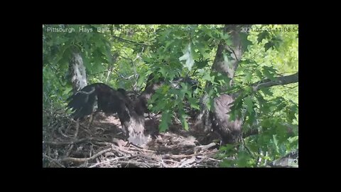 Hays Eagles H15 showing off wings 2021 05 20 11:08AM