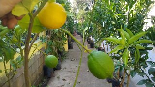 frutífera produzindo em vaso laranja melancia limão siciliano galego café cajá graviola romã goiaba