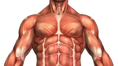 Anatomy Muscular system