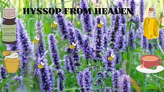 Hyssop from Heaven