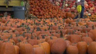 Pumpkin shortage nationwide has farmers worried