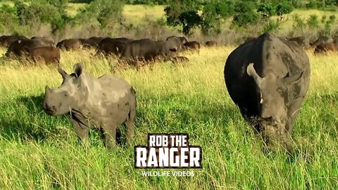 Elephant And Rhino In A Buffalo Herd | Archive Wildlife Footage