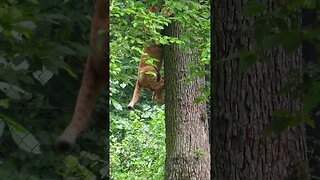 Lion Cub Climbing Tree #shorts #short