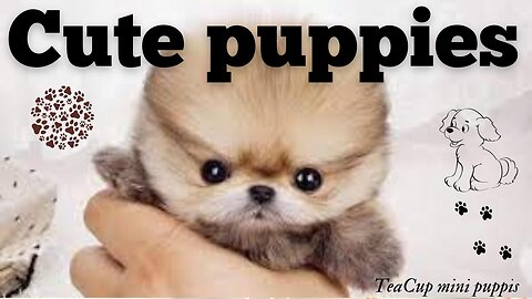 Funny and Lovely Cute Teacup puppy | Cutest Puppies