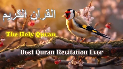 Quran Channel Official Live Stream - Relaxing Quran Recitation of Surah Al-Baqarah Wedee Alyemeni 4K