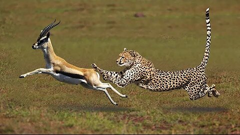 Most Amazing Big Cats Hunting Attack Compilation Cheetah, Lions, Jaguar, Leopard