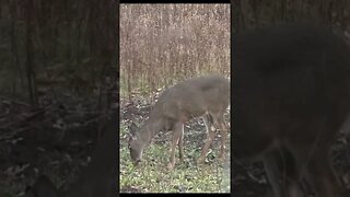 Handgun hunting whitetail