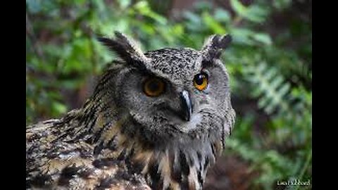 Eurasian Eagle Owl Chatting