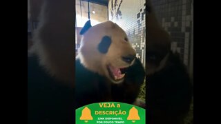 URSO PANDA COMENDO MAÇA #shorts