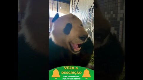 URSO PANDA COMENDO MAÇA #shorts