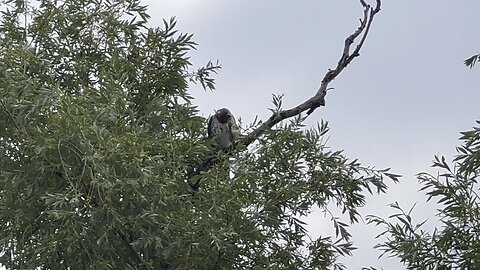 Rough legged Hawk looking for lunch