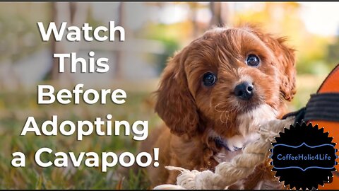 Watch before adopting a Cavapoo dog