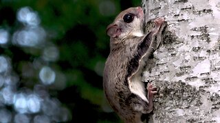 Close up look at elusive and rare flying squirrel