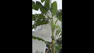 Grow bananas in your backyard