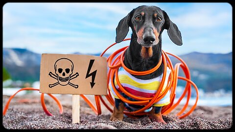 High Voltage ! Cute & Funny dachshund dog video ! (2023)