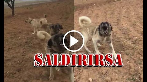 Kangal Shepherd Dogs Attack