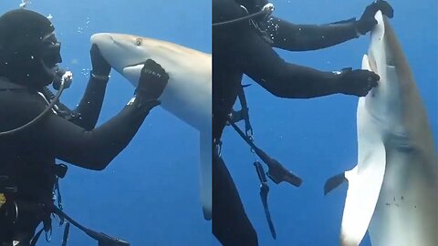 Diver Meet Female Shark.