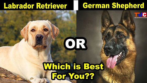 Labrador Retriever or German Shepherd, Which One is Best For You as Pet : TUC