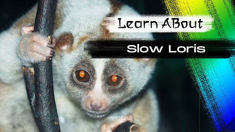 Slow Loris! 🦥 One Of The Cutest But Dangerous Animals In The World