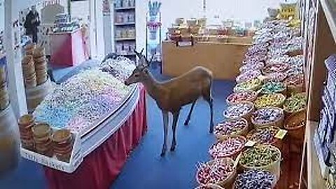 Wild deer takes daytime stroll into candy store before frightfully fleeing scene