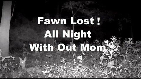 A Fawn spends the night alone