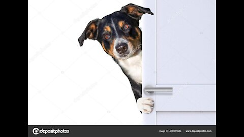 Wow ! cute doggy opens the door .# shorts