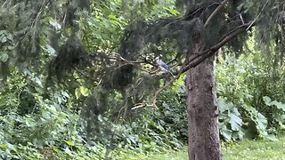 Beautiful Blue Jay