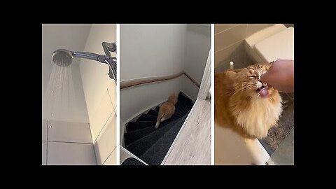 Watch this cat’s reaction when they turn on the shower #shorts