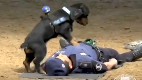 A Video Of Police Dog Performing CPR Has Gone Viral