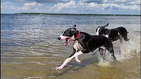 Happy Great Danes Run Splashing & Dashing Beach Zoomies - Feel The Joy