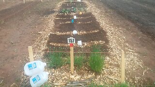 Wild Urban Gardens 2021 - Garden check in, spinach survived, endive thrives, the rain brings life.