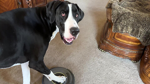 Funny Great Dane pounces on Roomba robot to turn it on & off