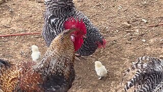 Mother Hen Takes Her Babies Outside for the First Time!