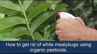 How to get rid of whiteflies/ mealybugs using organic pesticide