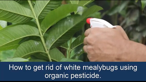 How to get rid of whiteflies/ mealybugs using organic pesticide