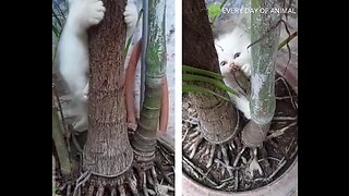 Yes, my cat is very annoying, I will scold him sometimes video