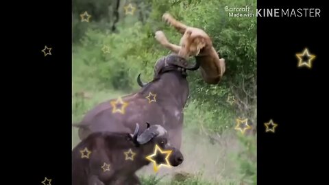 Most viral videos wild animals hunting 2019