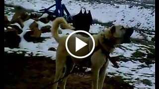 Agrasivve Kangal Shepherd Dog