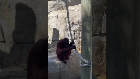Bornean Orangutans chilling at Zoo Tampa