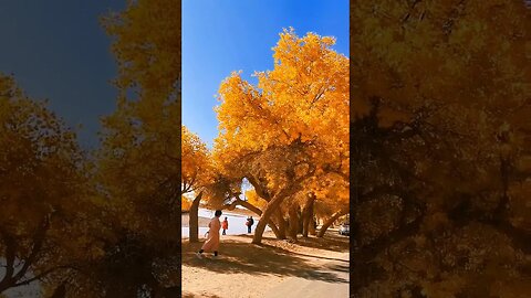 Autumn is Awesome #kamalkavlog #viral #trending #shorts #shortvideo #short