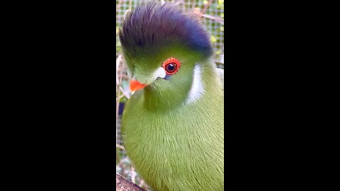 White Cheeked Turaco - aviary birds